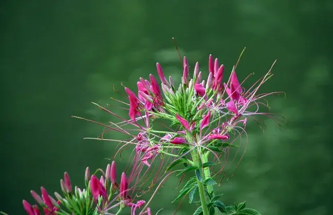 醉蝶花的花语是什么？