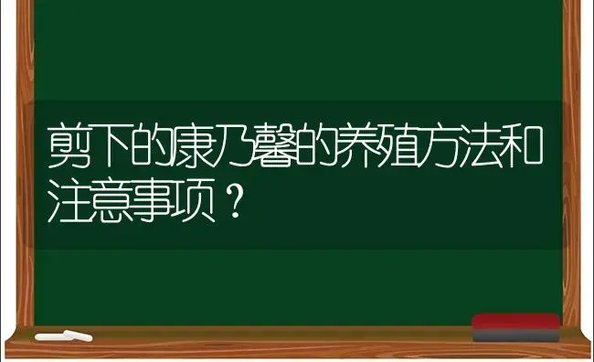 剪下的康乃馨的养殖方法和注意事项？ | 绿植常识