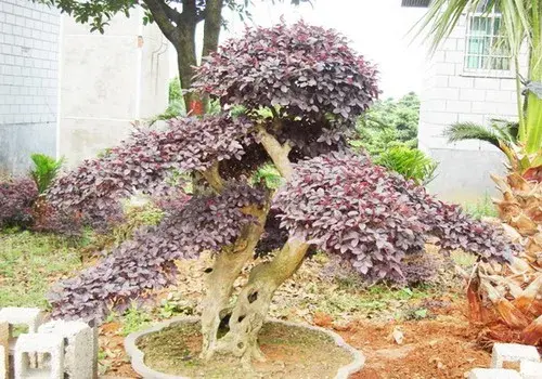 红花檵木的资料及花语