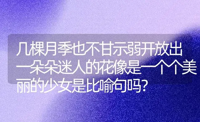 几棵月季也不甘示弱开放出一朵朵迷人的花像是一个个美丽的少女是比喻句吗？ | 绿植常识