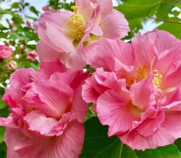 木芙蓉花开时间图片和花语 木芙蓉的功效与作用