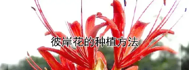 彼岸花的种植方法