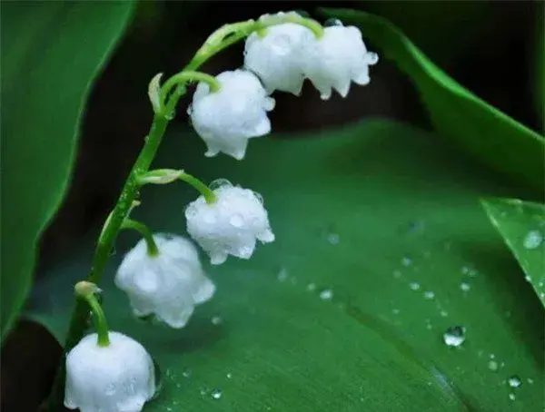 铃兰开花时间和图片 铃兰的花语和寓意象征