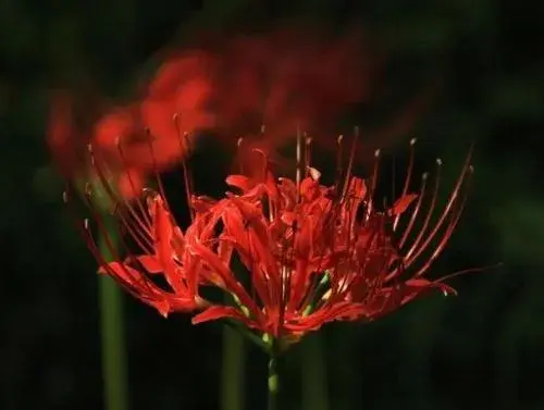 最孤独的花指的是什么 哪些花的花语是孤独的