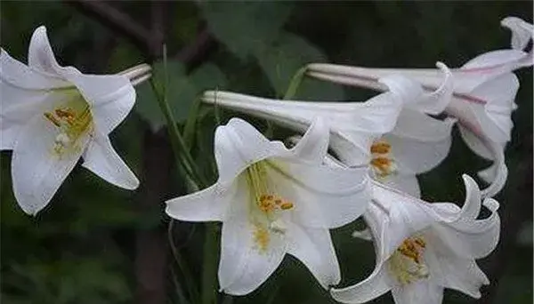 卡萨布兰卡花的花语和传说  卡萨布兰卡花怎么养