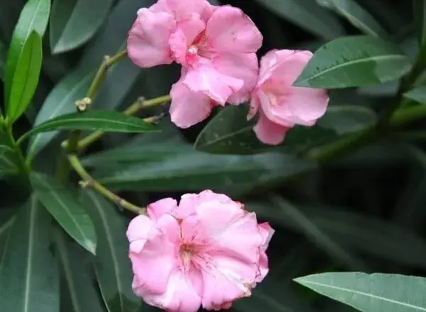 夹竹桃的花语是什么，缠绵的爱