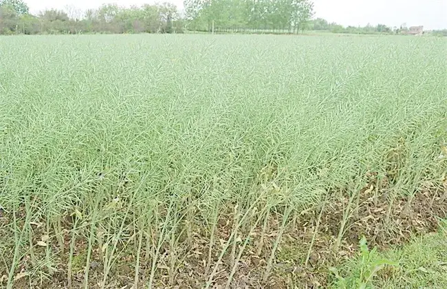 油菜栽培怎样鉴别缺肥症