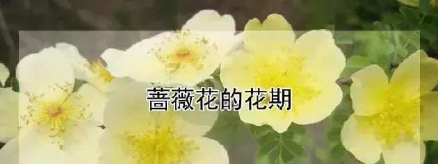 蔷薇花的花期