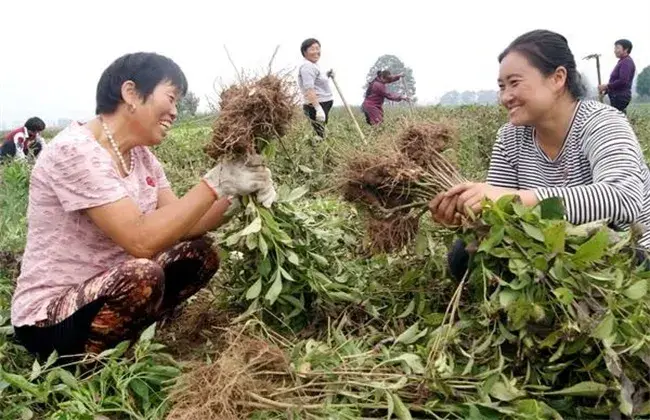 白术该怎么管理