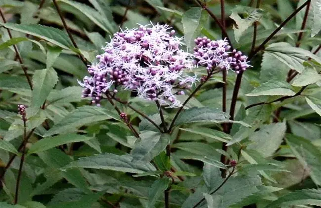 佩兰高产种植技术