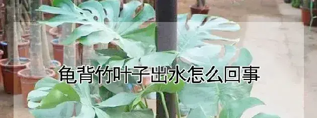 龟背竹叶子出水怎么回事