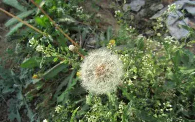 各种花花语及代表的含义有哪些？