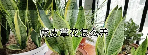 虎皮掌花怎么养