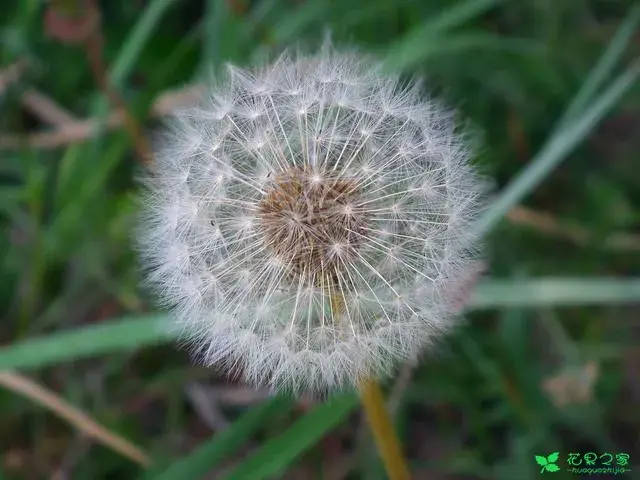 十大悲花花语有哪些？