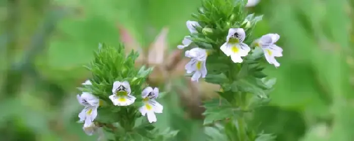 小米花的花语