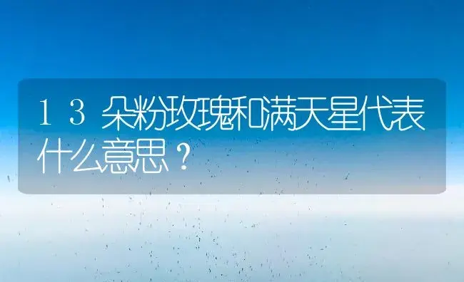 13朵粉玫瑰和满天星代表什么意思？ | 绿植常识