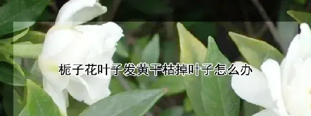 栀子花叶子发黄干枯掉叶子怎么办