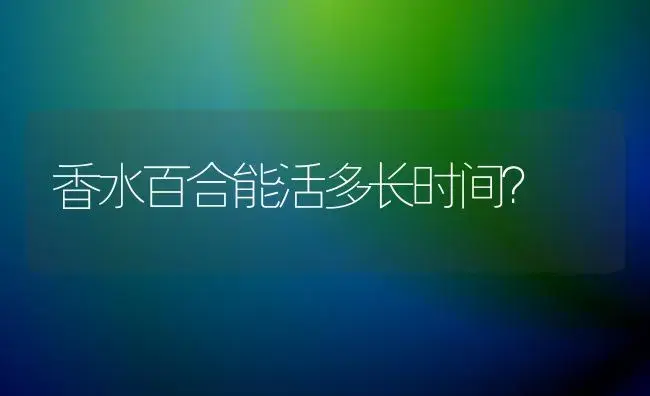 香水百合能活多长时间？ | 绿植常识