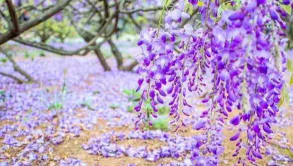 藤花花语和寓意