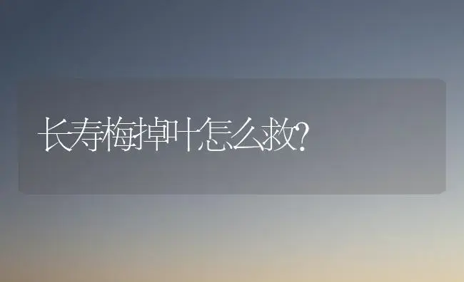 长寿梅掉叶怎么救？ | 多肉养殖