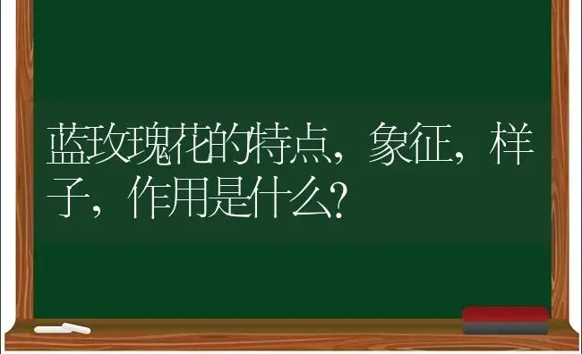 蓝玫瑰花的特点，象征，样子，作用是什么？ | 绿植常识