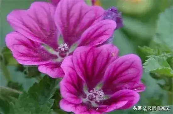 表达歉意的花是什么花？