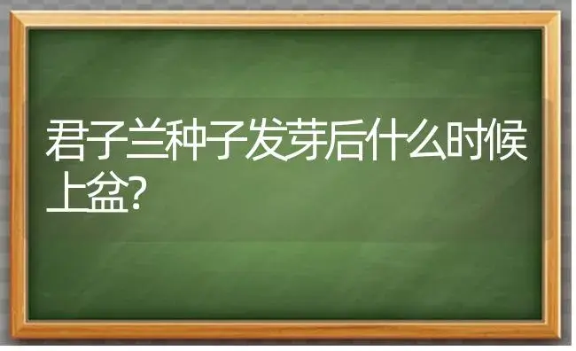 君子兰种子发芽后什么时候上盆？ | 绿植常识