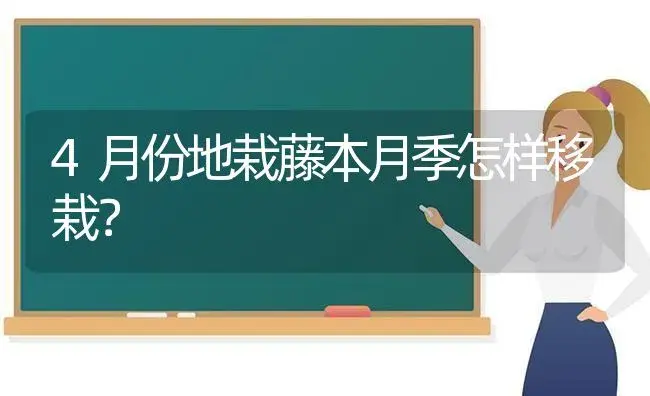 4月份地栽藤本月季怎样移栽？ | 绿植常识