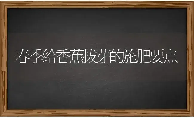 春季给香蕉拔芽的施肥要点 | 果木种植