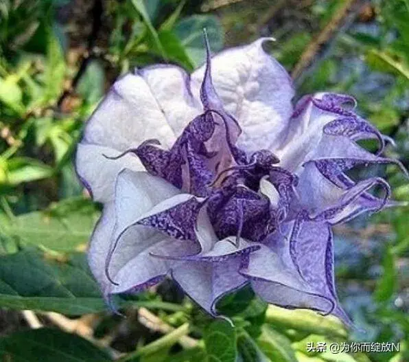 曼陀罗花的花语是什么？