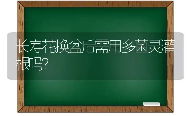 长寿花换盆后需用多菌灵灌根吗？ | 多肉养殖