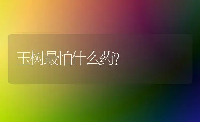 玉树最怕什么药？ | 多肉养殖