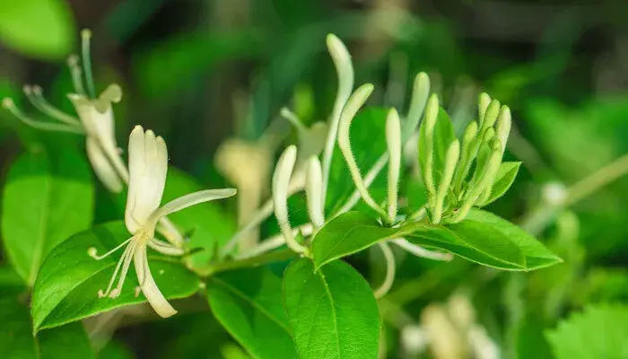 忍冬的花语 忍冬的花语有哪些