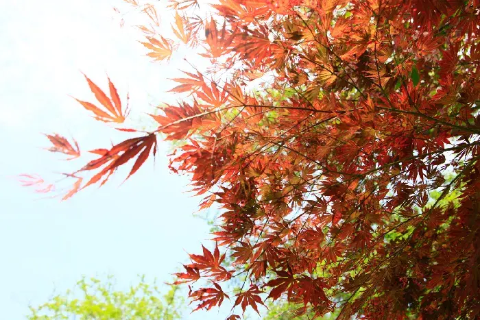 枫叶的形状、花语和传说