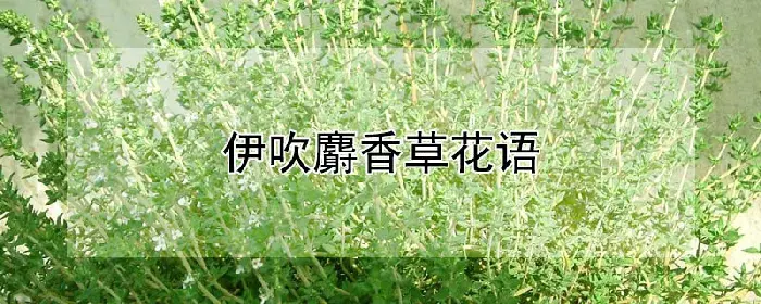 伊吹麝香草花语