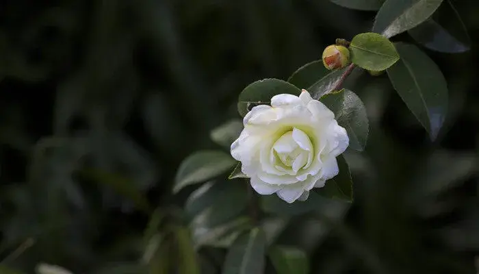 山茶花的花语是什么 山茶花的花语到底是什么