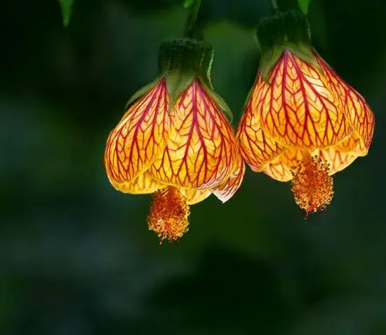 金铃花花语有哪些？