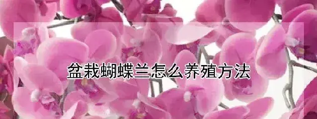 盆栽蝴蝶兰怎么养殖方法