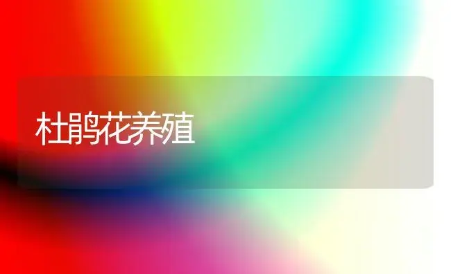 杜鹃花养殖 | 家庭养花