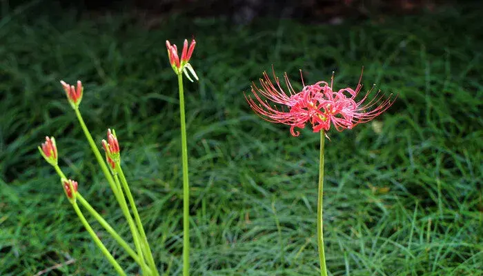 彼岸花的花语和寓意