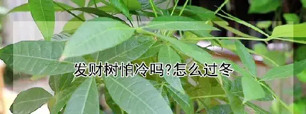 发财树怕冷吗?怎么过冬