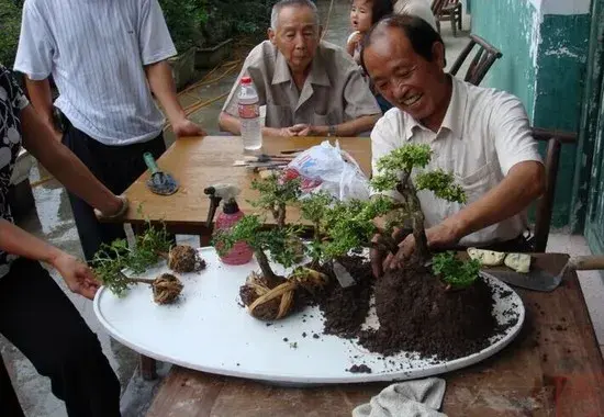 盆栽造型 | 怎样给盆景造型？盆景造型方法