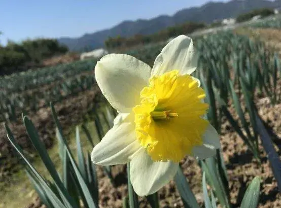 水仙花花语有哪些？