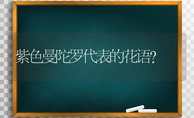 紫色曼陀罗代表的花语？ | 绿植常识