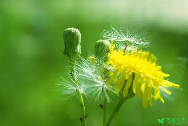 99种花的花语有哪些？