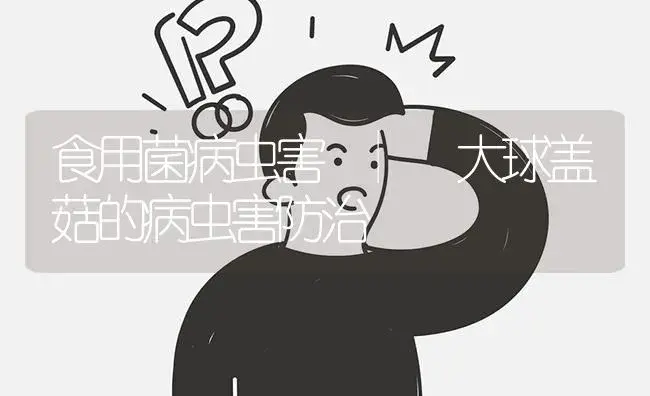 大球盖菇的病虫害防治 | 菌菇种植