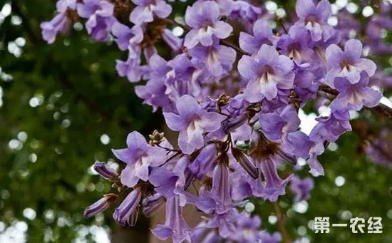 泡桐花有哪些颜色？泡桐花的花语及图片有哪些？