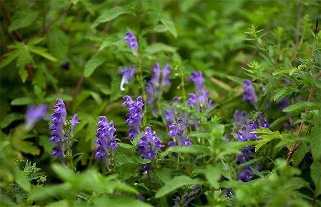 黄芩怎样进行田间管理