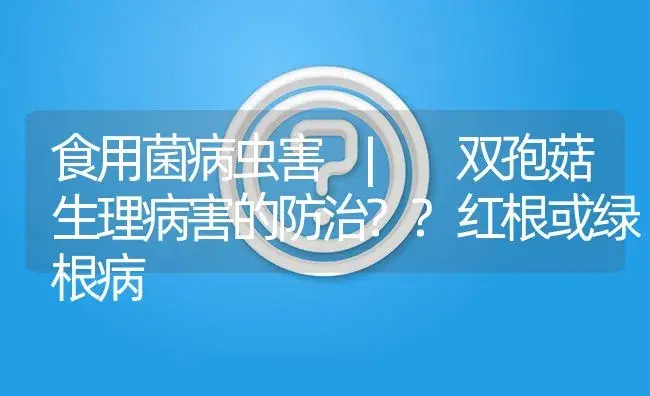 双孢菇生理病害的防治??红根或绿根病 | 菌菇种植