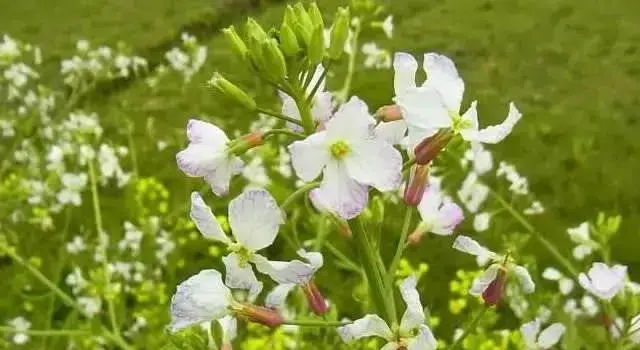 6月19日萝卜花生日花语有哪些？